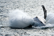 Australia, whale, whales, mammal, mammals, baleen, humpback, humpback whale, humpback whales, baleen whale, baleen whales, megaptera, novaeangliae, stradbroke island, qld, queensland.