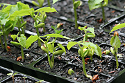 Food, vegetable, vegetables, bean, beans, seedling, seedlings, pot, pots, potted.