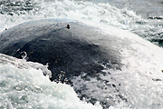 Australia, whale, whales, mammal, mammals, baleen, humpback, humpback whale, humpback whales, baleen whale, baleen whales, megaptera, novaeangliae, stradbroke island, qld, queensland.