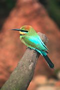 Animal, Animals, Bird, birds, Bee-eaters, Bee eaters, Rainbow bee-eaters, Rainbow bee eaters, Australia, Australian, Australian bird, australian birds, Rainbow bee-eater, Rainbow bee eater, bee eater, Meropidae, Merops, Merops ornatus.