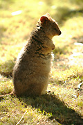 Animal, Animals, Mammal, mammals, marsupial, marsupials, Australian animal, Australian animals, quokka, quokkas, wallabies, wallaby, setonix, setonix brachyurus, taronga, taronga zoo, taronga park zoo, sydney, nsw, new South Wales.