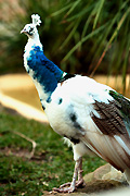 Australia, bird, birds, peacock, peacocks, pied, pied peacock, pied peacocks, nsw, new South Wales, sydney, taronga, taronga park, taronga park zoo, zoo, zoos.