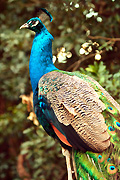 Australia, bird, birds, peacock, peacocks, nsw, new South Wales, sydney, taronga, taronga park, taronga park zoo, zoo, zoos.