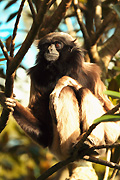 Australia, Australian, sydney, taronga, taronga park, taronga park zoo, zoo, zoos, gibbon, gibbons, muellers, muellers gibbon, muellers gibbons, hylobates, muelleri, hylobates muellerei.