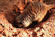 Animal, Animals, Meerkat, Meerkats, suricata, suricata suricatta, taronga, taronga park, taronga zoo, taronga park zoo, Australia, New South Wales, sydney, zoo, zoos.