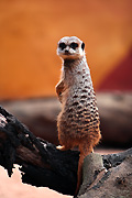 Animal, Animals, Meerkat, Meerkats, suricata, suricata suricatta, taronga, taronga park, taronga zoo, taronga park zoo, Australia, New South Wales, sydney, zoo, zoos.