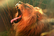 Australia, New South Wales, sydney, taronga, taronga park, taronga park zoo, zoo, zoos, Animal, animals, wildlife, African, Cat, Cats, Big Cat, Big Cats, Lion, Lions, Pantheris, Leo, Leo Pantheris, mouth, mouths, tongue, tongues.