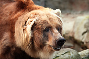 Australia, New South Wales, sydney, taronga, taronga park, taronga park zoo, mammal, mammals, bear, bears, brown, brown bear, brown bears, kodiak, kodiak bear, kodiak bears, ursus, arctos, middendorffii, ursus arctos, ursus arctos middendorffi.