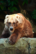 Australia, New South Wales, sydney, taronga, taronga park, taronga park zoo, mammal, mammals, bear, bears, brown, brown bear, brown bears, kodiak, kodiak bear, kodiak bears, ursus, arctos, middendorffii, ursus arctos, ursus arctos middendorffi.