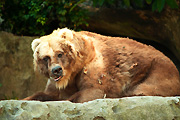 Australia, New South Wales, sydney, taronga, taronga park, taronga park zoo, mammal, mammals, bear, bears, brown, brown bear, brown bears, kodiak, kodiak bear, kodiak bears, ursus, arctos, middendorffii, ursus arctos, ursus arctos middendorffi.