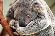 Australia, Australian, sydney, taronga, taronga park, taronga park zoo, zoo, zoos, animal, Animals, Mammal, Mammals, Marsupial, Marsupials, Australian animal, Australian animals, koala, koala bear, koala bears, Koalas, Phascolartos, Phascolartos cinereus.
