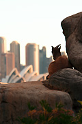 Animal, animals, tahr, tahrs, himalayan, himalayan tahr, himalayan tahrs, opera house, sydney opera house, mammal, mammals, hemitragus, jemlahicus, hemitragus jemlahicus.