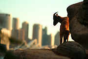 Animal, animals, tahr, tahrs, himalayan, himalayan tahr, himalayan tahrs, opera house, sydney opera house, mammal, mammals, hemitragus, jemlahicus, hemitragus jemlahicus.