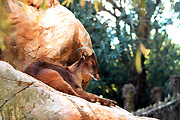 Australia, New South Wales, sydney, taronga, taronga park, taronga park zoo, zoo, zoos, animal, animals, tahr, tahrs, himalayan, himalayan tahr, himalayan tahrs, mammal, mammals, hemitragus, jemlahicus, hemitragus jemlahicus.