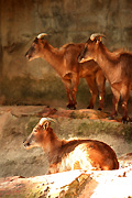 Australia, New South Wales, sydney, taronga, taronga park, taronga park zoo, zoo, zoos, animal, animals, tahr, tahrs, himalayan, himalayan tahr, himalayan tahrs, mammal, mammals, hemitragus, jemlahicus, hemitragus jemlahicus.