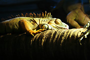 Australia, New South Wales, sydney, taronga, taronga park, taronga park zoo, zoo, zoos, iguana, iguanas, green, green iguana, green iguanas, lizard, lizards, iguana iguana.