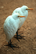 Australia, New South Wales, sydney, taronga, taronga park, taronga park zoo, zoo, zoos, Animal, Animals, Bird, Birds, Egret, Egrets, large egret, Large egrets, great egret, great, great egrets, white crane, white cranes, crane, cranes, Ardeidae, Egretta alba, egretta, ardea, ardea alba.
