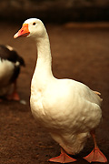 Animal, animals, bird, birds, geese, goodse, nsw, new South Wales, australia, taronga, taronga park, taronga park zoo, zoo, zoos.