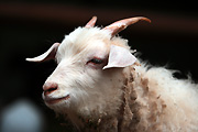 Animal, animals, goat, goats, Australia, New South Wales, sydney, taronga, Taronga park, taronga park zoo, zoo, zoos, zoological garden, zoological gardens.