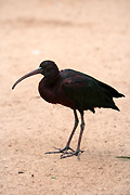 Animal, animals, bird, birds, ibis, ibises, glossy ibis, glossy ibises, plegadis, plegadis falcinellus, nsw, new South Wales, australia, taronga, taronga park, taronga park zoo, zoo, zoos.