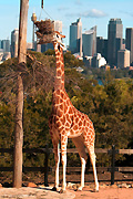 Animal, animals, giraffe, giraffes, Australia, New South Wales, sydney, taronga, Taronga park, taronga park zoo, zoo, zoos, zoological garden, zoological gardens.