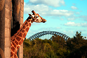 Animal, animals, giraffe, giraffes, Australia, New South Wales, sydney, taronga, Taronga park, taronga park zoo, zoo, zoos, zoological garden, zoological gardens, bridge, bridges, sydney harbour bridge.
