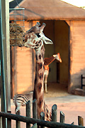 Animal, animals, giraffe, giraffes, Australia, New South Wales, sydney, taronga, Taronga park, taronga park zoo, zoo, zoos, zoological garden, zoological gardens.