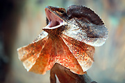 Australia, New South Wales, sydney, taronga, taronga park, taronga park zoo, zoo, zoos, Australian animal, Australian animals, Australian reptiles, Animal, Animals, reptile, reptiles, lizard, lizards, frilled, frilled lizard, frilled lizards, frill neck lizards, dragon lizards, Agamidae, Chlamydosaurus, Chlamydosaurus kingii.