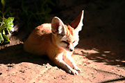 Australia, Australian, sydney, taronga, taronga park, taronga park zoo, zoo, zoos, animal, Animals, fox, foxes, fennec, fennec fox, fennec foxes, mammal, mammals, carnivore, carnivores, carnivorous.