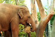 Australia, New South Wales, sydney, taronga, taronga park, taronga park zoo, zoo, zoos, Animal, animals, African, wildlife, elephant, elephants, african elephant, african elephants, loxodonta, africana, loxodonta africana, mammal, mammals, mammalia, eutheria, probosadea, elephantidae.