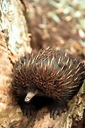 Animal, Animals, Monotreme, Monotremes, australian animal, Australian animals, australian mammal, Australian mammals, mammal, Mammals, Echidna, Echidnas, taronga, taronga park, taronga park zoo, zoo, zoos, sydney, nsw, new South Wales, australia.