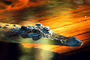 Australia, New South Wales, sydney, taronga, taronga park, taronga park zoo, zoo, zoos, Animal, Animals, reptile, reptiles, Australian reptile, Australian reptiles, crocodile, crocodiles, saltwater crocodile, saltwater crocodiles.