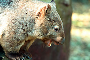 Animal, Animals, australian, Marsupial, Marsupials, Vombatidae, wombat, wombats, Australian animal, Australian animals, australian mammal, australian mammals, mammal, mammals, common, common wombat, common wombats, south-eastern, south eastern, south eastern wombat, south eastern wombats, south-eastern wombat, south-eastern wombats, vombatus, vombatidae, vombatus, ursinus, vombatus ursinus, sydney, nsw, new South Wales, taronga, taronga park, taronga park zoo, zoo, zoos.
