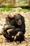 Animal, animals, chimpanzee, chimpanzees, chimp, chimps, monkey, monkeys, ape, apes, pan, troglodytes, pan troglodytes, primate, primates, mammal, mammals, Australia, New South Wales, sydney, taronga, taronga park, taronga park zoo, zoo, zoos, hug, hugs, hugging, embrace, embraces, cuddle, cuddles, cuddling, mother, mothers, parent, parents, parenting, parenthood, baby, babies, young animal, young animals.