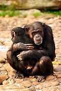 Animal, animals, chimpanzee, chimpanzees, chimp, chimps, monkey, monkeys, ape, apes, pan, troglodytes, pan troglodytes, primate, primates, mammal, mammals, Australia, New South Wales, sydney, taronga, taronga park, taronga park zoo, zoo, zoos, hug, hugs, hugging, embrace, embraces, cuddle, cuddles, cuddling, mother, mothers, parent, parents, parenting, parenthood, baby, babies, young animal, young animals.