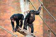 Animal, animals, chimpanzee, chimpanzees, chimp, chimps, monkey, monkeys, ape, apes, pan, troglodytes, pan troglodytes, primate, primates, mammal, mammals, Australia, New South Wales, sydney, taronga, taronga park, taronga park zoo, zoo, zoos.
