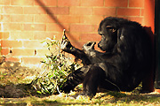 Animal, animals, chimpanzee, chimpanzees, chimp, chimps, monkey, monkeys, ape, apes, pan, troglodytes, pan troglodytes, primate, primates, mammal, mammals, Australia, New South Wales, sydney, taronga, taronga park, taronga park zoo, zoo, zoos.