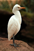 Australia, New South Wales, sydney, taronga, taronga park, taronga park zoo, zoo, zoos, animal, Animals, australian, australian bird, australian birds, Bird, birds, egret, egrets, cattle egrets, cattle egret, ardea, ardea ibis.