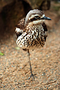 Animal, animals, australia, bird, birds, australian bird, australian birds, curlew, curlews, stone curlew, stone curlews, bush stone curlew, bush stone curlews, bush stone-curlew, bush stone-curlews, thick-knee, thick-knees, thick knee, thick knees, bush thick-knee, bush thick-knees, burhinus, grallarius, burhinus grallarius, Australian birds, charadrii.