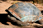 Australia, Australian, sydney, taronga, taronga park, taronga park zoo, zoo, zoos, animal, Animals, tortoise, tortoises, giant, giant tortoise, giant tortoises, aldabra tortoise, aldabra tortoises, aldabra giant tortoise, aldabra giant tortoises, geochelone, gigantea, geochelone gigantea.
