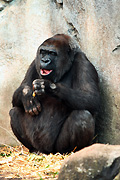 Australia, New South Wales, sydney, taronga, taronga park, taronga park zoo, zoo, zoos, animal, animals, gorilla, gorillas, lowland, lowland gorilla, lowland gorillas, western lowland, western lowland gorilla, western lowland gorillas.