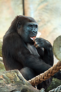 Australia, New South Wales, sydney, taronga, taronga park, taronga park zoo, zoo, zoos, animal, animals, gorilla, gorillas, lowland, lowland gorilla, lowland gorillas, western lowland, western lowland gorilla, western lowland gorillas.