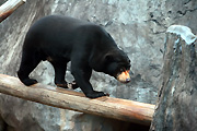 Australia, Australian, sydney, taronga, taronga park, taronga park zoo, zoo, zoos, animal, Animals, bear, bears, sun, sun bear, sun bears, helarctos, malayanus, helarctos malayanus, mammal, mammals, carnivore, carnivores, carnivorous.