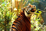 Australia, New South Wales, sydney, taronga, taronga park, taronga park zoo, zoo, zoos, Animal, animals, cat, cats, wild, wild cat, wild cats, big cat, big cats, tiger, tigers, sumatran, sumatra, sumatran tiger, sumatran tigers, panthera, tigris, sumatrae, panthera tigris sumatrae, eye, eyes, wildlife.