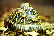Australia, Australian, sydney, taronga, taronga park, taronga park zoo, zoo, zoos, animal, Animals, tortoise, tortoises, indian, indian star tortoise, indian star tortoises, star tortoise, star tortoises, geochelone, elegans, geochelone elegans.