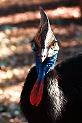 Australia, New South Wales, sydney, taronga, ratite, ratites, taronga park, taronga park zoo, zoo, zoos, Animal, Animals, Bird, birds, australian bird, australian birds, southern, southern cassowary, southern cassowaries, cassowary, cassowaries, southern cassowary, southern cassowaries, casuarius casuarius.