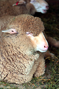 Australia, New South Wales, sydney, taronga, taronga park, taronga park zoo, zoo, zoos, animal, animals, sheep, meat industry, meat trade, livestock, agriculture, Australia, New South Wales, australia, wool.