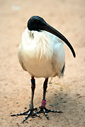 Australia, New South Wales, sydney, taronga, taronga park, taronga park zoo, zoo, zoos, bird, birds, australia, australian, australian bird, australian birds, ibis, ibises, sacred, sacred ibis, sacred ibis, threskiornithidae, threskiorais aethopica, australia, animal, animals, australian, australian bird, australian birds, GS68