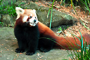 Australia, New South Wales, sydney, taronga, taronga park, taronga park zoo, zoo, zoos, animal, animals, panda, pandas, ailurus, fulgens, ailurus fulgens, mammal, mammals, carnivore, carnivores.