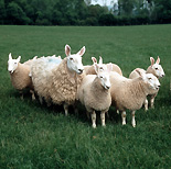 Animal, animals, sheep, ewe, ewes, lamb, lambs, border, leicester, border leicester.
